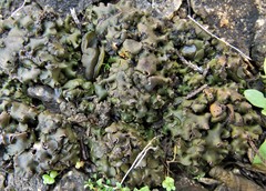 Clavascidium lacinulatum