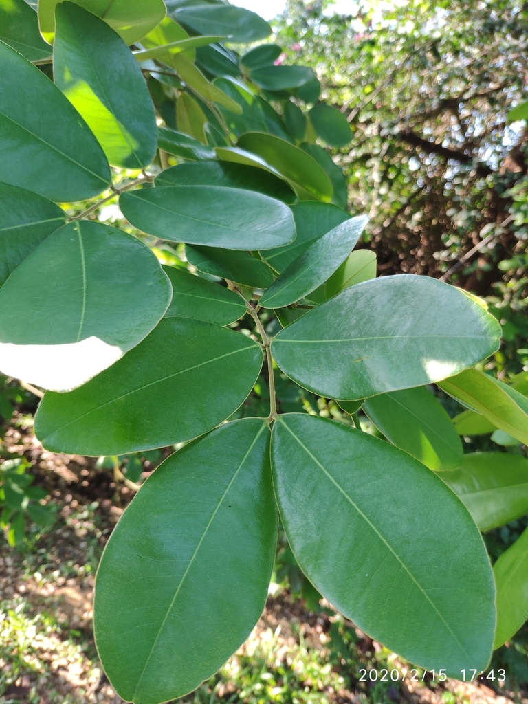 Sindora wallichii