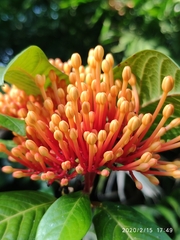Ixora congesta