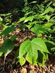 Sterculia apetala