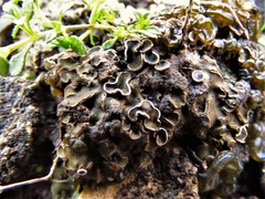 Psora pseudorussellii