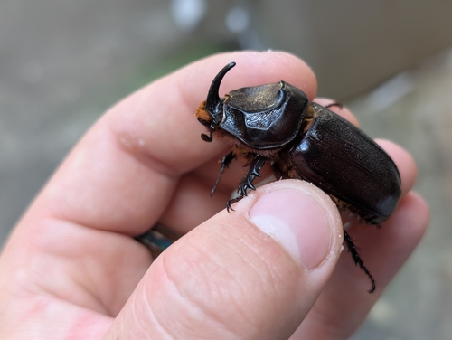Coconut Rhinoceros Beetle photo 6