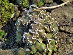 Psora pseudorussellii