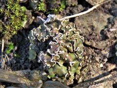 Psora pseudorussellii