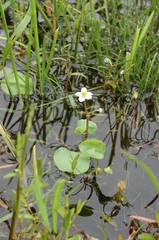 Caltha natans