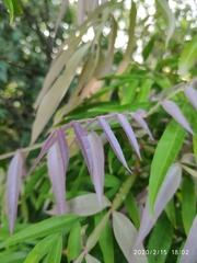 Lepisanthes alata