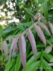 Lepisanthes alata