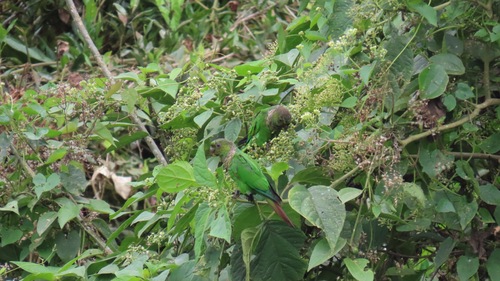Maroon-tailed Parakeet (Pyrrhura melanura)