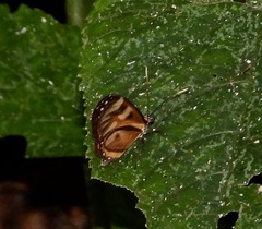 Ithomia iphianassa