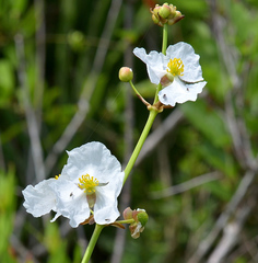 Sagittaria graminea graminea