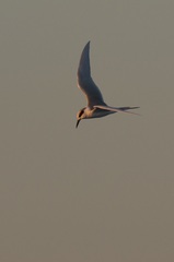 Sterna forsteri
