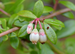 Vaccinium myrsinites
