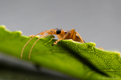 Thelyphassa lineata