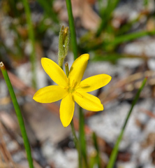 Hypoxis curtissii