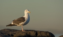 Larus occidentalis