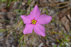 Sabatia grandiflora