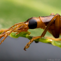 Thelyphassa lineata