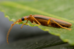 Thelyphassa lineata