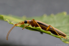 Thelyphassa lineata