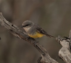 Eopsaltria griseogularis