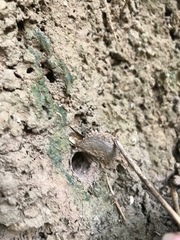 Liphistius bristowei