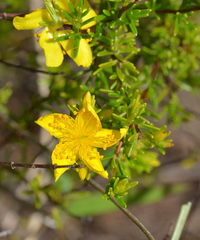 Hypericum tenuifolium