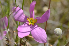 Sabatia grandiflora