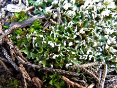 Cladonia symphycarpa