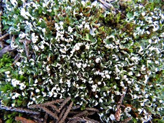 Cladonia symphycarpa