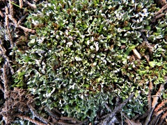 Cladonia symphycarpa