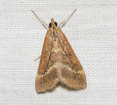 Pyrausta volupialis
