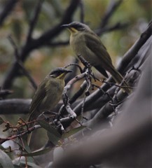Lichenostomus cratitius