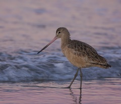 Limosa fedoa
