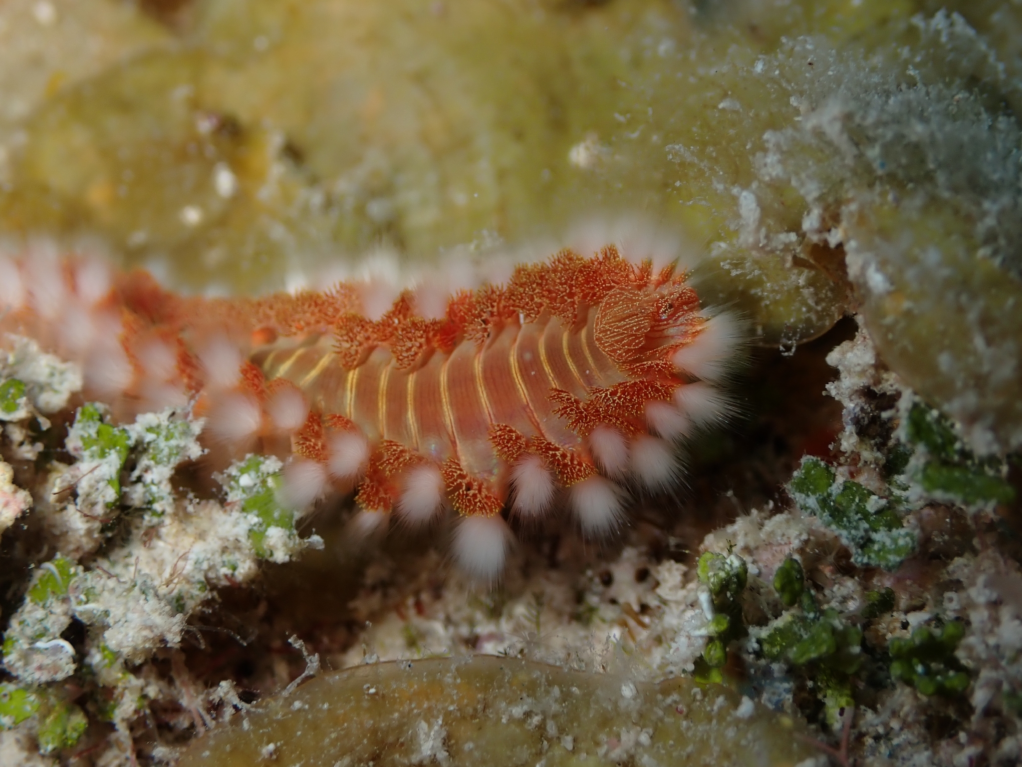 Hermodice carunculata (Pallas, 1766)