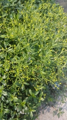 Ranunculus sceleratus