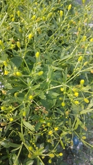 Ranunculus sceleratus
