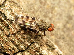 Pseudotephritis approximata
