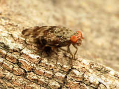 Pseudotephritis approximata