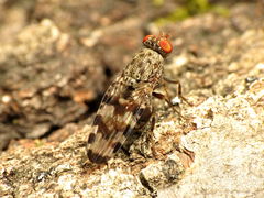 Pseudotephritis approximata