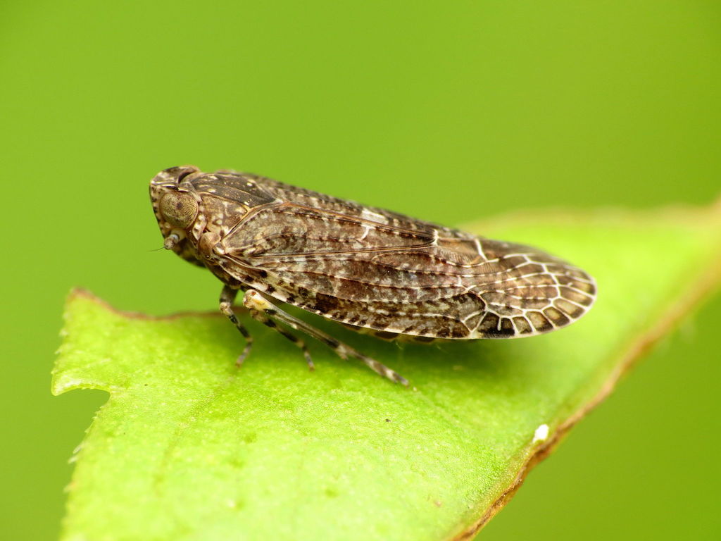 Catonia carolina