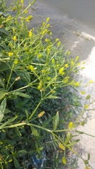 Ranunculus sceleratus