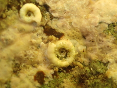 Spirorbinae
