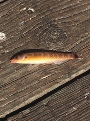 Halichoeres californicus