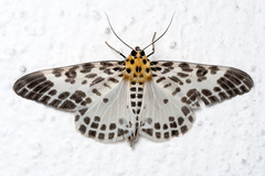 Pogonopygia nigralbata