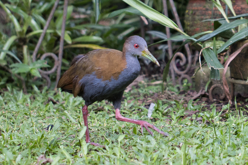 Slaty-breasted Wood Rail (Aramides saracura), photo 5