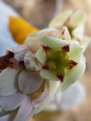 Pachyphytum viride