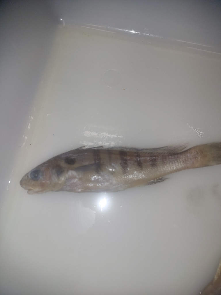 Banded croaker (Paralonchurus brasiliensis) — Sciaenidae