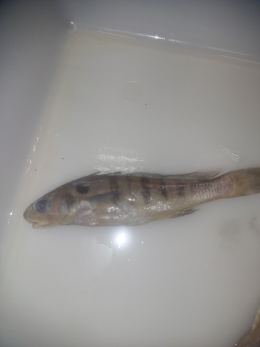 Banded croaker (Paralonchurus brasiliensis) — Sciaenidae