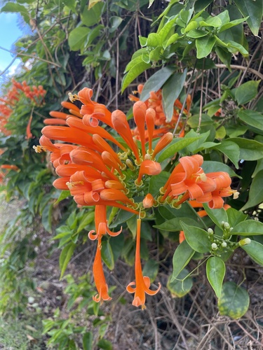 Pyrostegia venusta observed 2026-02-17