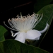 Guavas - Photo (c) Satish Nikam, some rights reserved (CC BY-NC-SA)